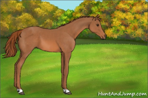 Horse Color:Chestnut 