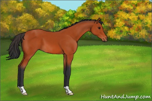 Horse Color:Bay 