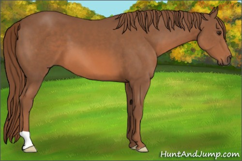 Horse Color:Chestnut 