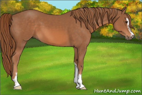 Horse Color:Chestnut Sabino 