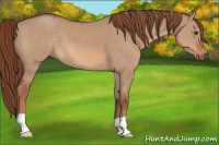Horse Color:Red Dun 