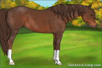 Horse Color:Liver Chestnut 