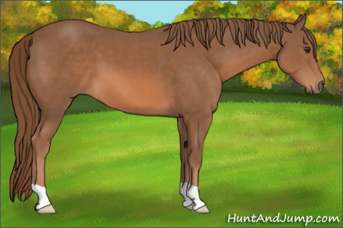 Horse Color:Chestnut 