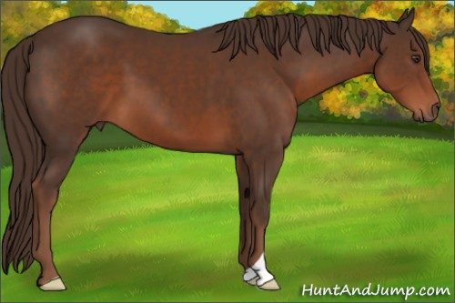 Horse Color:Liver Chestnut 
