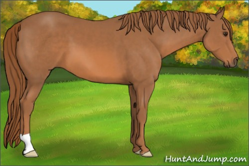 Horse Color:Chestnut 