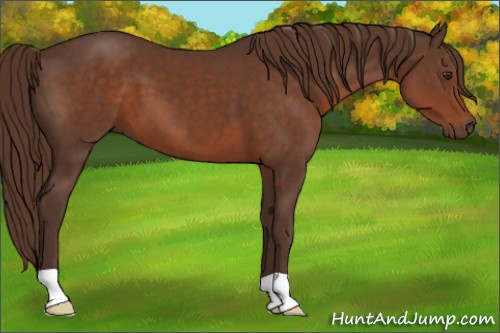 Horse Color:Liver Chestnut 