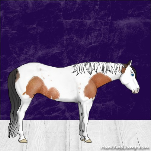Horse Color:Brown Splash Tobiano Rabicano 