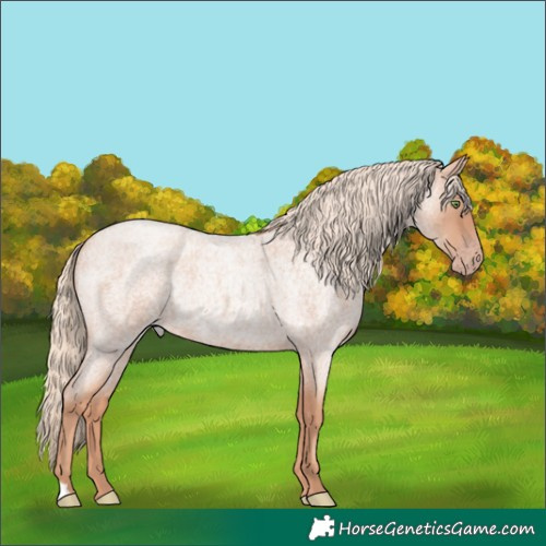 Horse Color:Gold Champagne Roan Rabicano