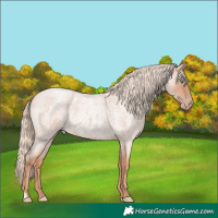 Horse Color:Gold Champagne Roan Rabicano 