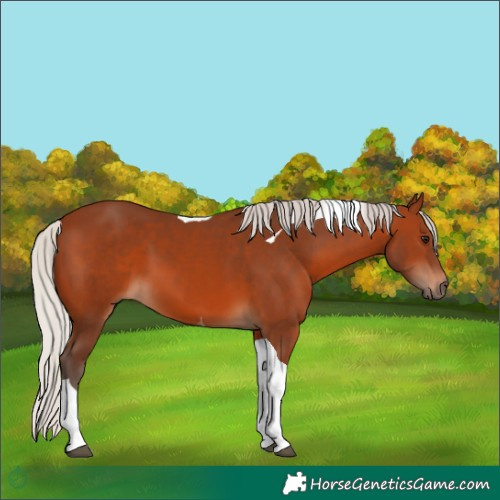 Horse Color:Silver Brown Tobiano 