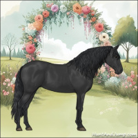 Horse Color:Black 