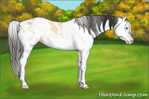 Horse Color:Sable Champagne Dun Sabino Splash Rabicano 