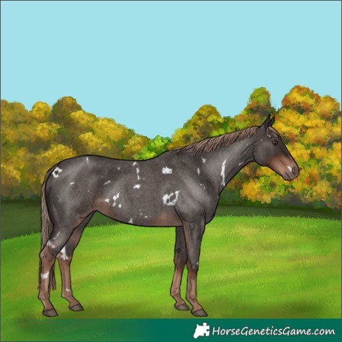 Horse Color:White Spotted Liver Red Roan 