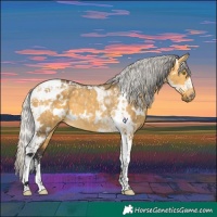 Horse Color:White Spotted Silver Buckskin Dun Tobiano 
