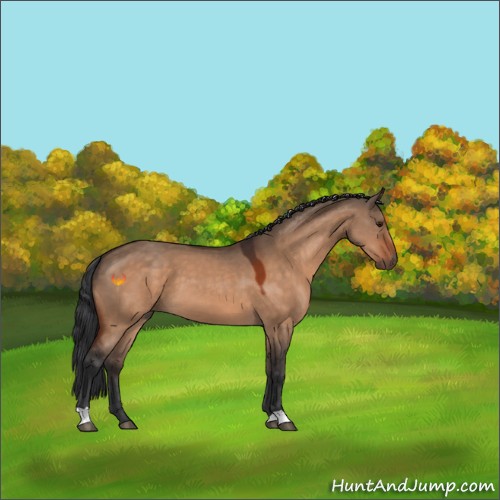 Horse Color:Bay Dun 