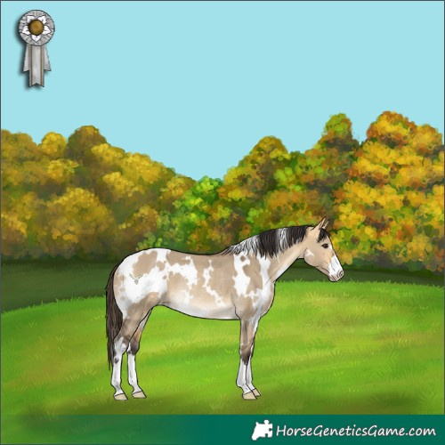 Horse Color:White Spotted Buckskin Dun Rabicano 