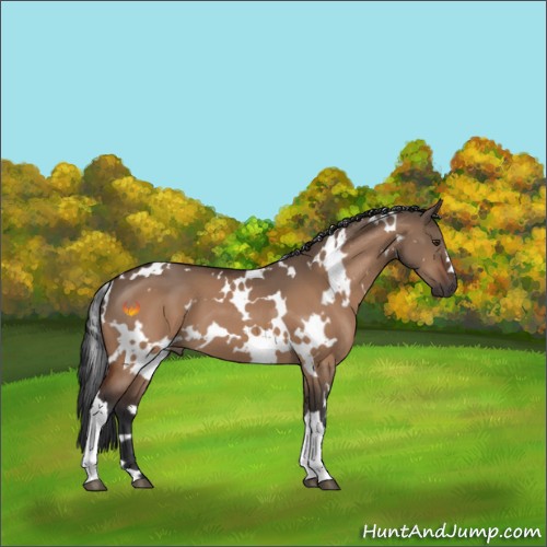 Horse Color:White Spotted Brown Dun 