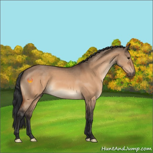 Horse Color:Bay Dun 