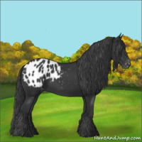 Horse Color:Black Appaloosa 