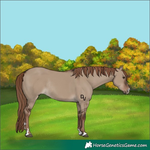 Horse Color:Liver Red Dun Rabicano 