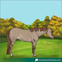 Horse Color:Liver Red Dun Rabicano