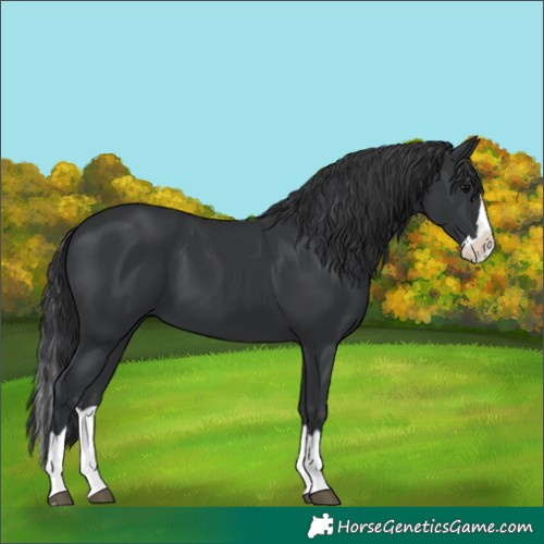 Horse Color:Black Splash 