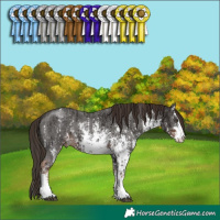 Horse Color:Liver Chestnut Sabino  and White Spotted Liver Chestnut Sabino 