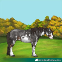 Horse Color:White Spotted Liver Chestnut Sabino 