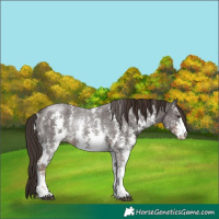 Horse Color:Liver Chestnut Sabino