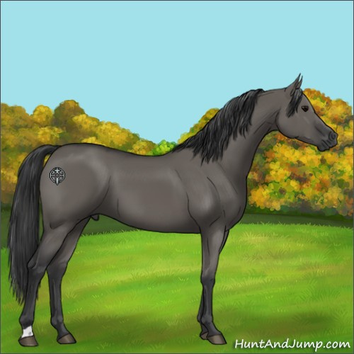 Horse Color:Grullo 