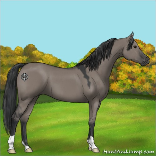 Horse Color:Grullo 