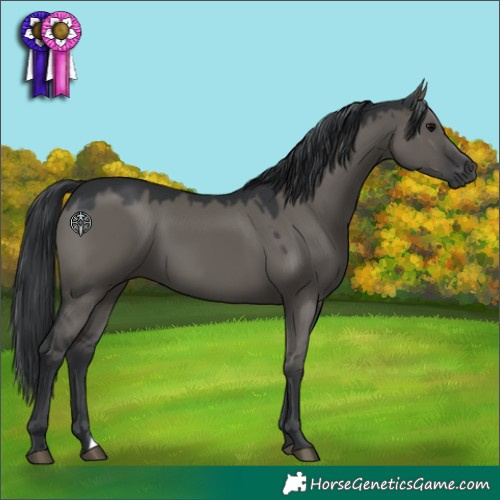 Horse Color:Grullo 