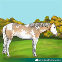Horse Color:White Spotted Silver Buckskin Roan Splash Rabicano