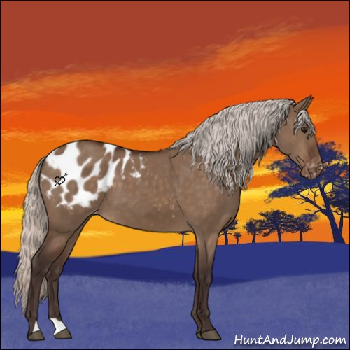 Horse Color:Silver Brown Dun Appaloosa 