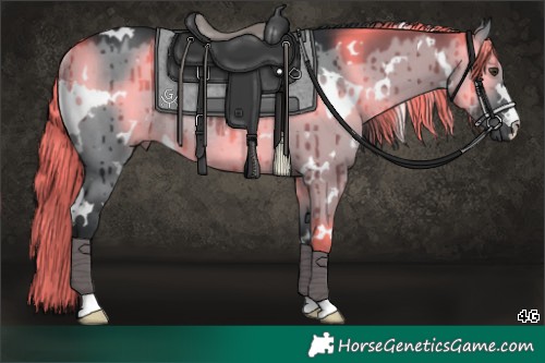 Horse Color:White Spotted Grullo Chinchilla Rabicano Brindle 