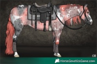 Horse Color:White Spotted Grullo Chinchilla Rabicano Brindle 