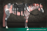 Horse Color:White Spotted Grullo Chinchilla Rabicano Brindle 