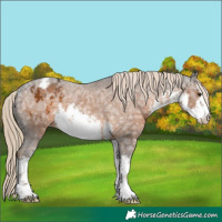 Horse Color:White Spotted Chocolate Palomino Ice Appaloosa 