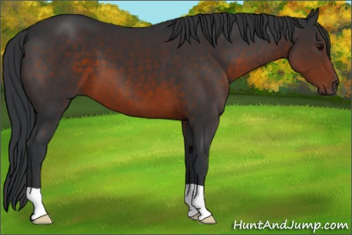 Horse Color:Brown 