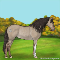 Horse Color:Liver Red Dun Rabicano 