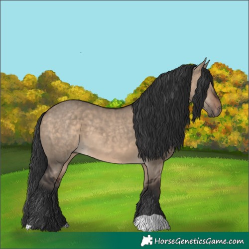 Horse Color:Brown Dun 
