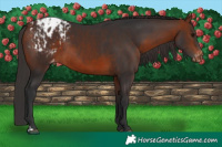 Horse Color:Bay Appaloosa and Bay Appaloosa Rabicano