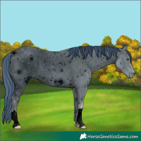 Horse Color:ERROR: UNKNOWN ANOMALY