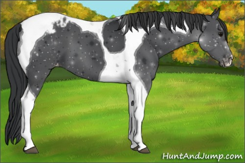 Horse Color:Black Tobiano Varnish 