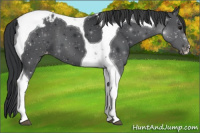 Horse Color:Black Tobiano Varnish 