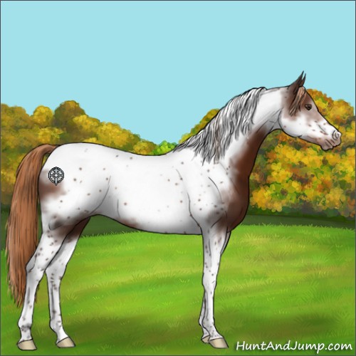 Horse Color:Liver Chestnut Tobiano Frame 
