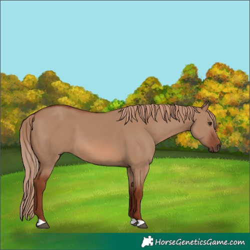 Horse Color:Red Dun 
