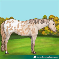 Horse Color:Red Dun Sabino Appaloosa 