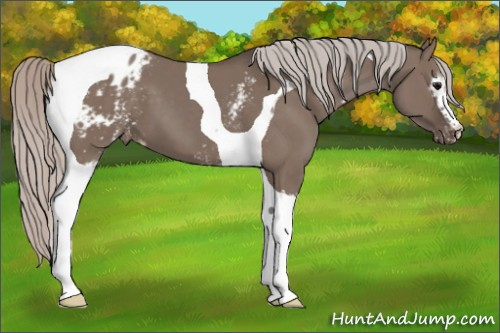 Horse Color:White Spotted Silver Grullo Tobiano Blanket 