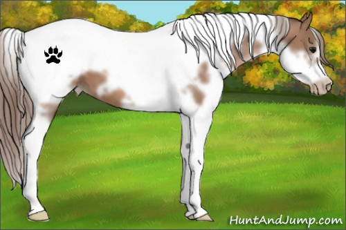 Horse Color:White Spotted Black Pearl Tobiano Frame 
